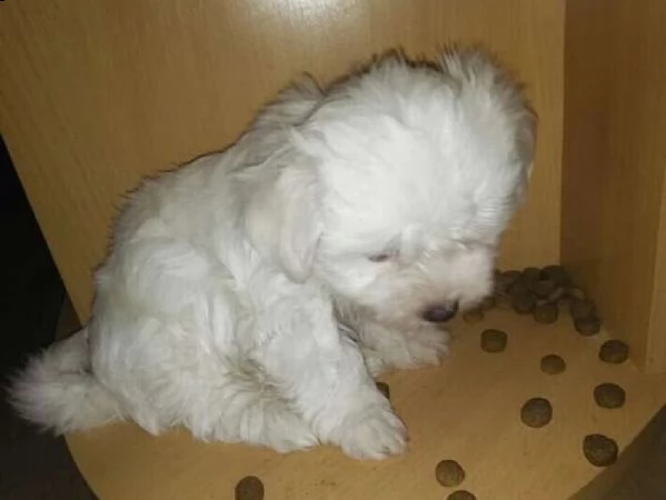 cucciolo maltese bianco per regalo | Foto 0