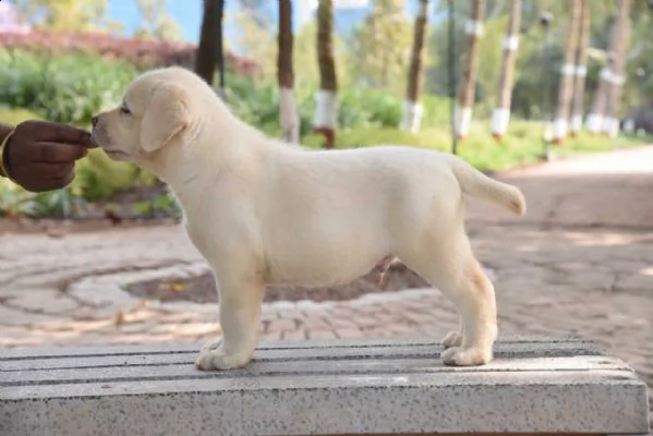 vendita cucciolo cuccioli di labrador cresciuti in casa vari colori