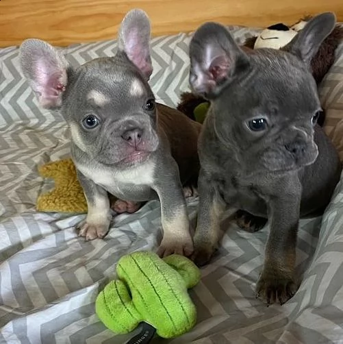 cuccioli di bulldog francese ben addestrati