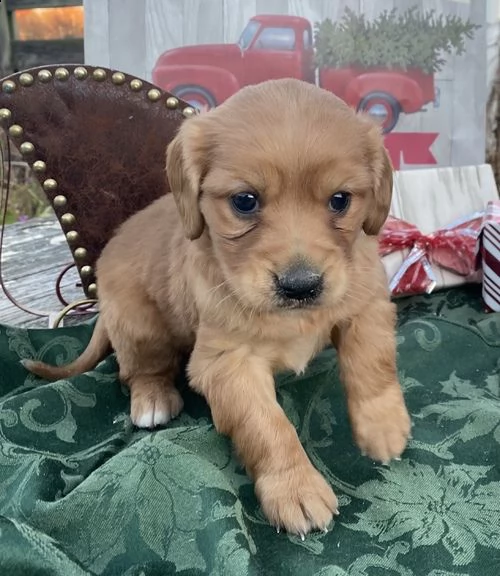 regalo bambini cocker spaniel cuccioli