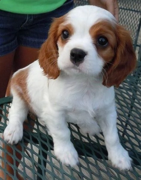 cavalier king charles spaniel con ...