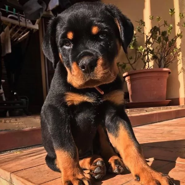 cuccioli di rottweiler ben addestrati in adozione