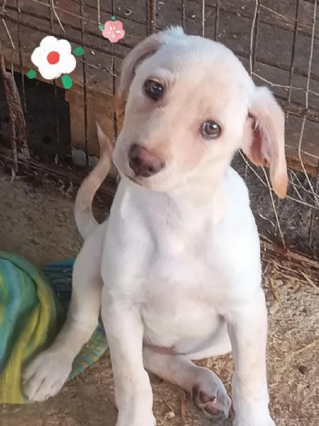 Mirea cucciola simil labrador  | Foto 1