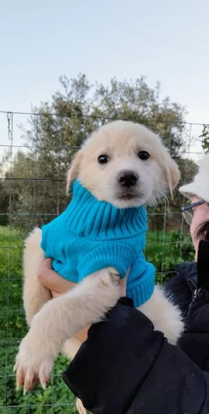 Artù cucciolo di 3 mesi | Foto 0