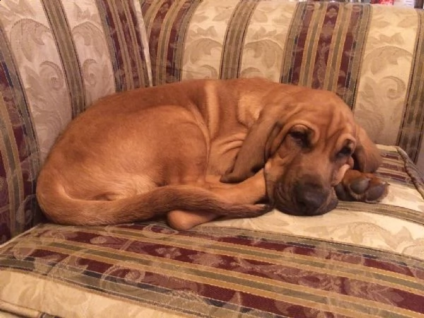 cuccioli bloodhound maschio e femmina | Foto 2