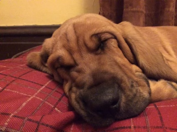 cuccioli bloodhound maschio e femmina | Foto 1