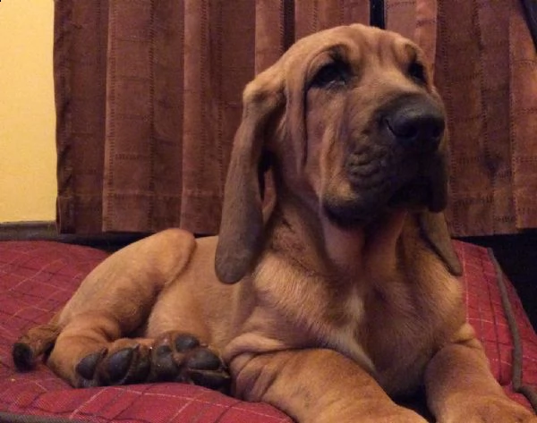 cuccioli bloodhound maschio e femmina