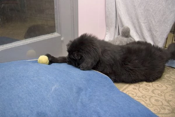 cuccioli terranova maschio e femmina | Foto 2