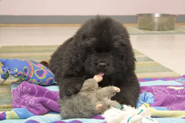 cuccioli terranova maschio e femmina | Foto 0