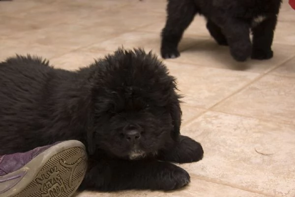 cuccioli terranova maschio e femmina