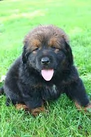 stupendi cuccioli tibetan mastiff 