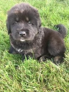 stupendi cuccioli tibetan mastiff  | Foto 0