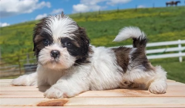  regalo bellissimi cuccioli allevati shih-tzu, colore bianco e nero.