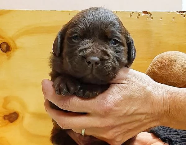 CUCCIOLI LABRADOR  Neri e cioccolato 