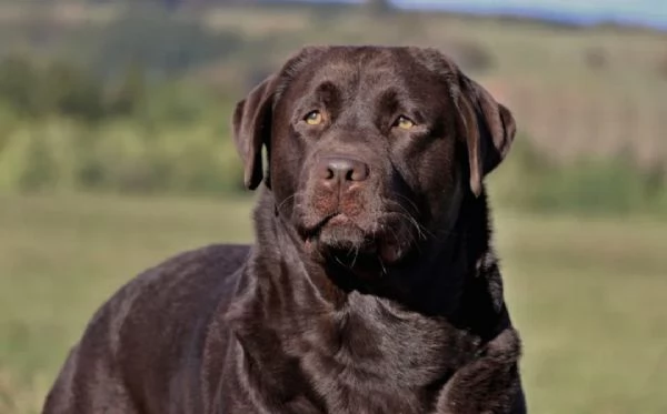 CUCCIOLI LABRADOR  Neri e cioccolato  | Foto 1