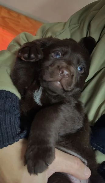 CUCCIOLI LABRADOR  Neri e cioccolato  | Foto 0