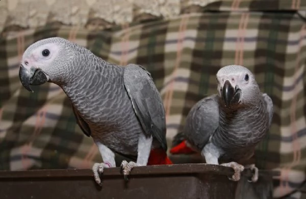 il pappagallo grigio ha bisogno di una nuova casa