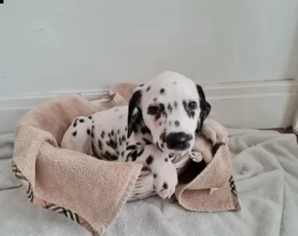 cuccioli dalmata cercando casa | Foto 0