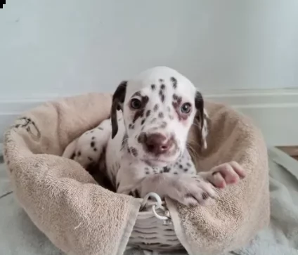 cuccioli dalmata cercando casa