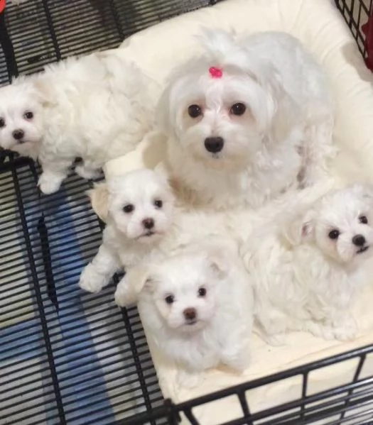 maltese maschio e femmina | Foto 0