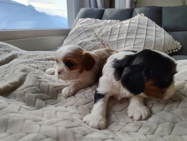 Cavalier king con pedigree enci | Foto 3