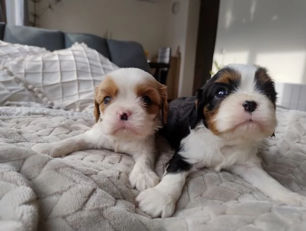 Cavalier king con pedigree enci