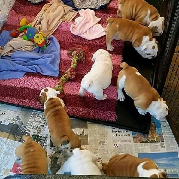  simpatici e simpatici cuccioli di bulldog inglese