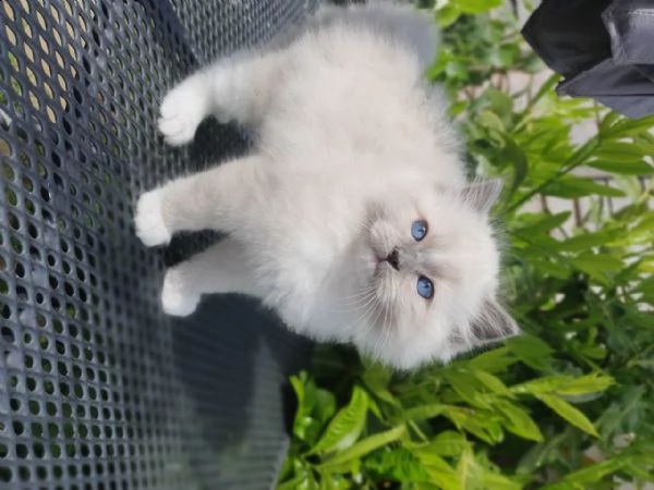 dolcissimi gattini ragdoll