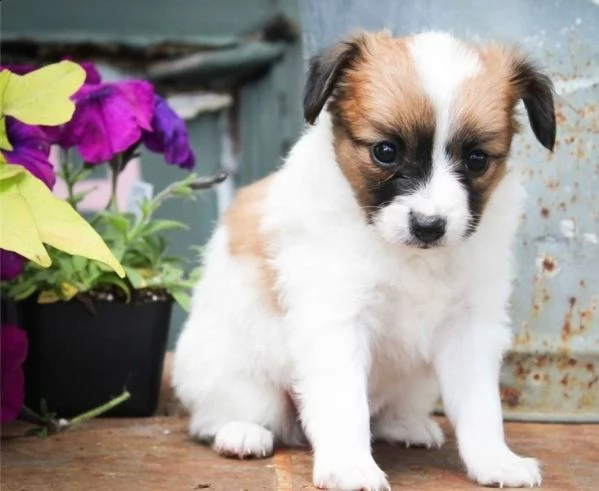 adorabili cuccioli di papillon messi in adozione