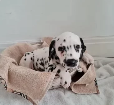 cuccioli bellissimi dalmata | Foto 0