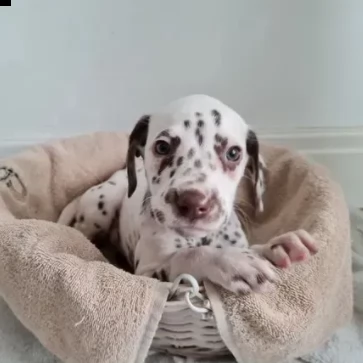 cuccioli bellissimi dalmata