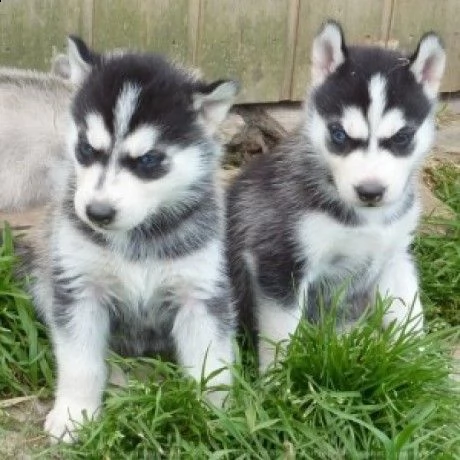 regalo cuccioli di husky siberiano  maschi e femmina.  