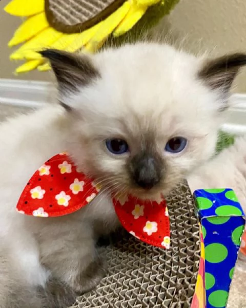 gattini ragdoll puri