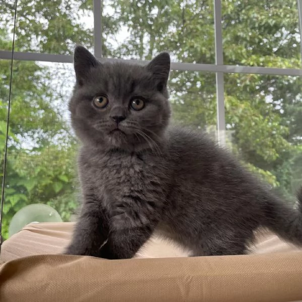 gattini british shorthair blu e lilla gccf