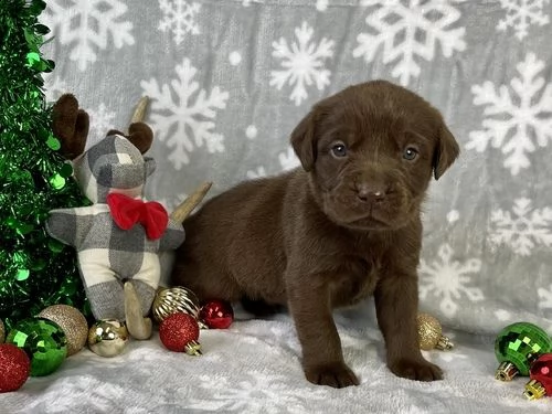 regalo cuccioli labrador .