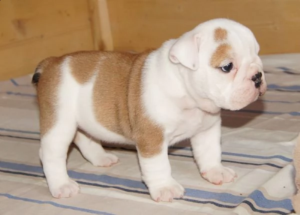 disponibili cuccioli di bulldog inglese | Foto 1