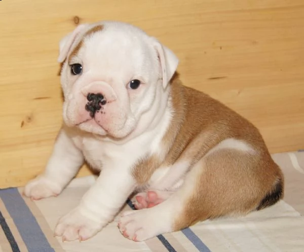 disponibili cuccioli di bulldog inglese