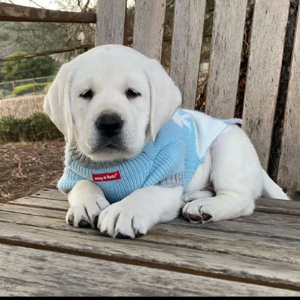 regalo cucciolo bello labrador , maschio e femmina,