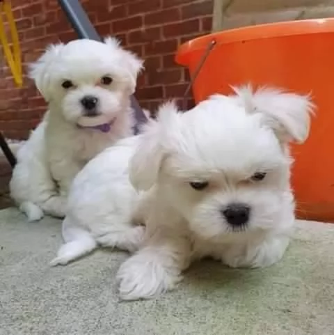 bellissimi cuccioli di maltese | Foto 0