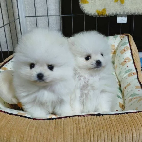 disponibili cuccioli di puro spitz pomerania