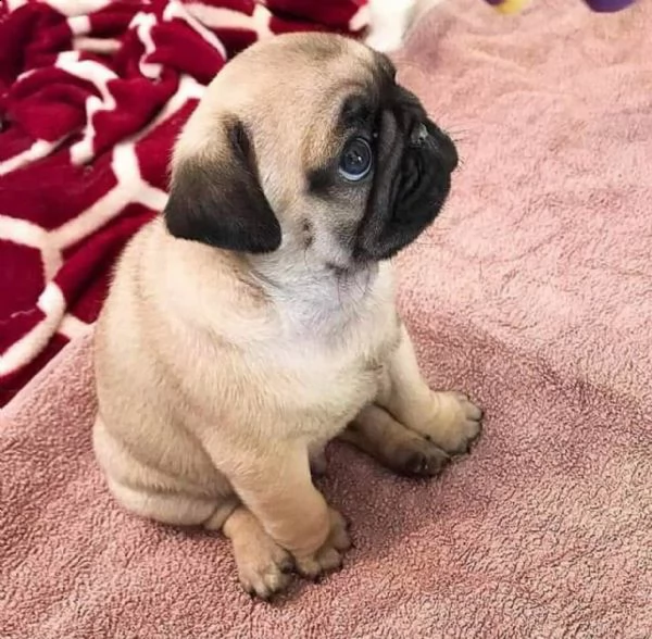 cuccioli di carlino maschio e femmina | Foto 0