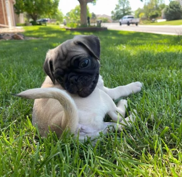 cuccioli di carlino maschio e femmina