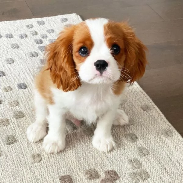 cavalier king animali domestici del cavalier king charles hanno avuto una bellissima cucciolata di b