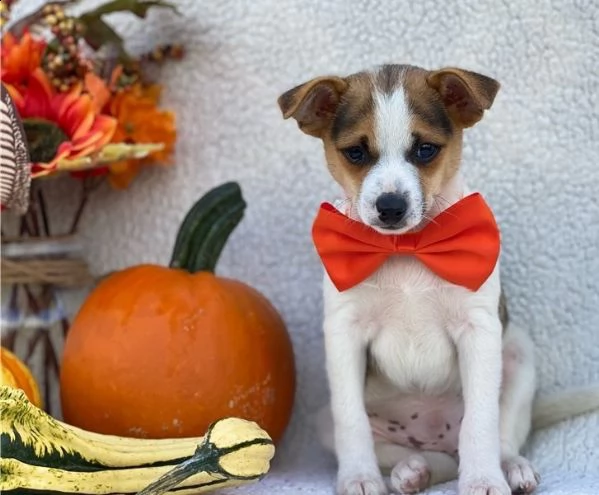 adorabili cuccioli di fox terrier messi in adozione