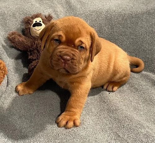 regalo cuccioli di dogue de bordeaux 