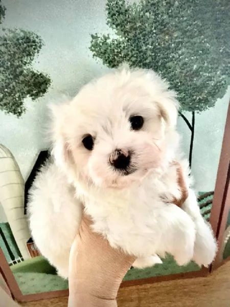 cuccioli di maltese mini toy