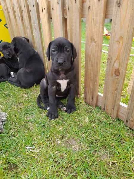 meravigliosi cuccioli di alano  | Foto 0