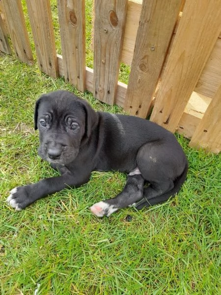 meravigliosi cuccioli di alano 