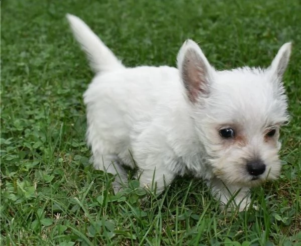   adorabili cuccioli  west highland terrier bianco  femminucce e maschietti disponibili