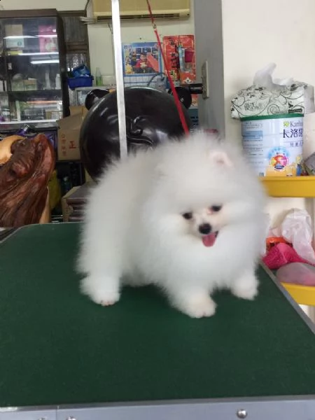 cuccioli di spitz pomerania taglia mini | Foto 0